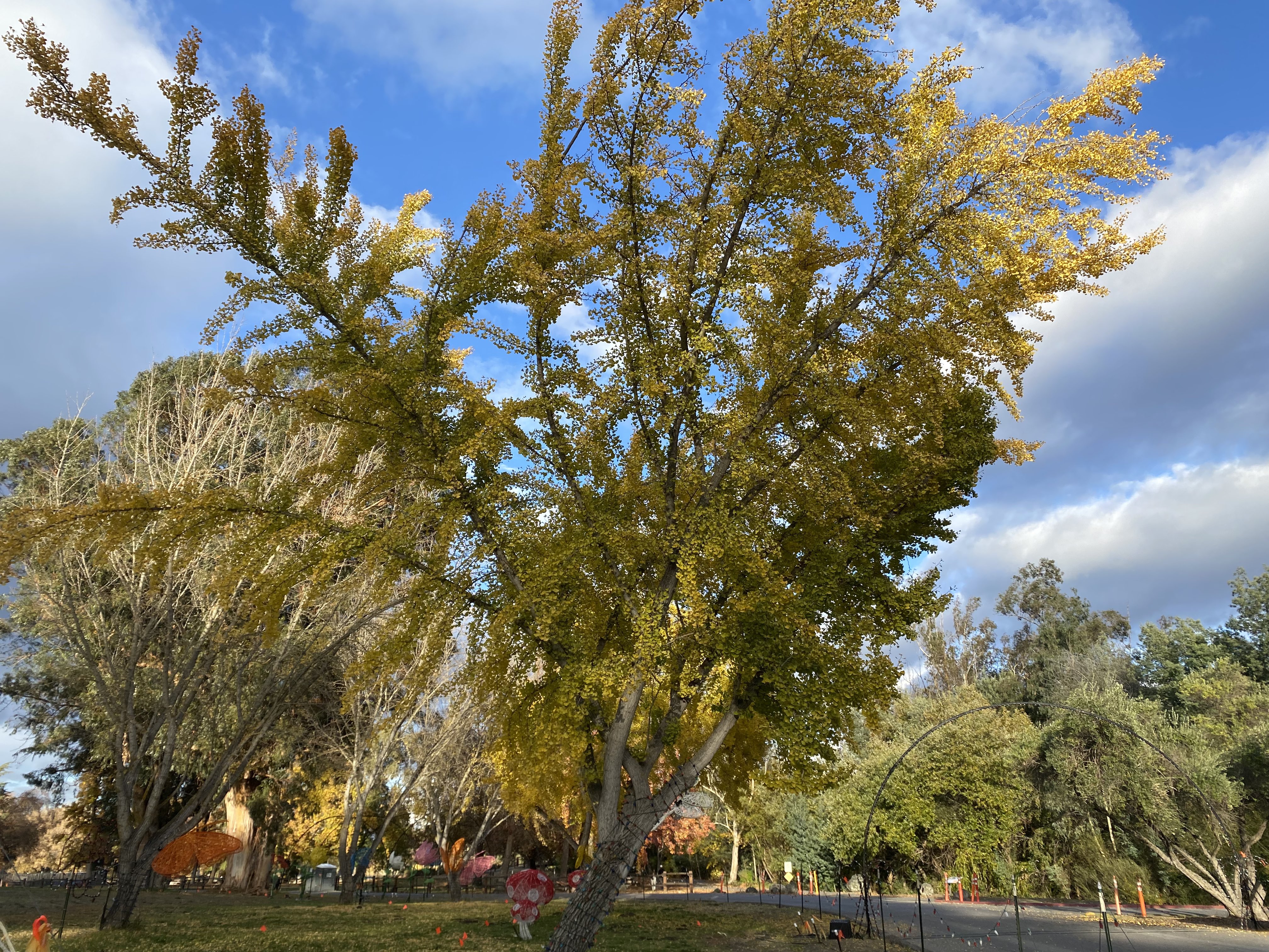 I Love This Ginkgo Tree